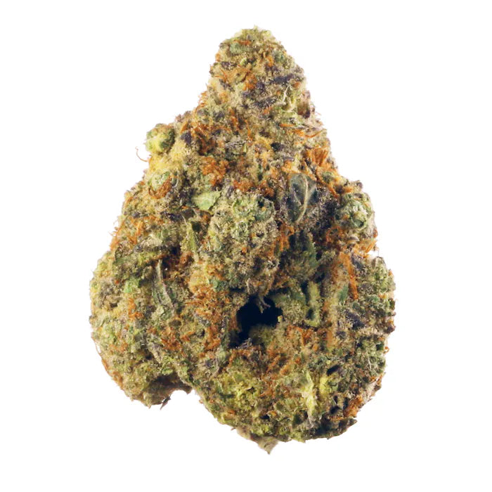 Papaya Punch-Hybrid (Bronze)