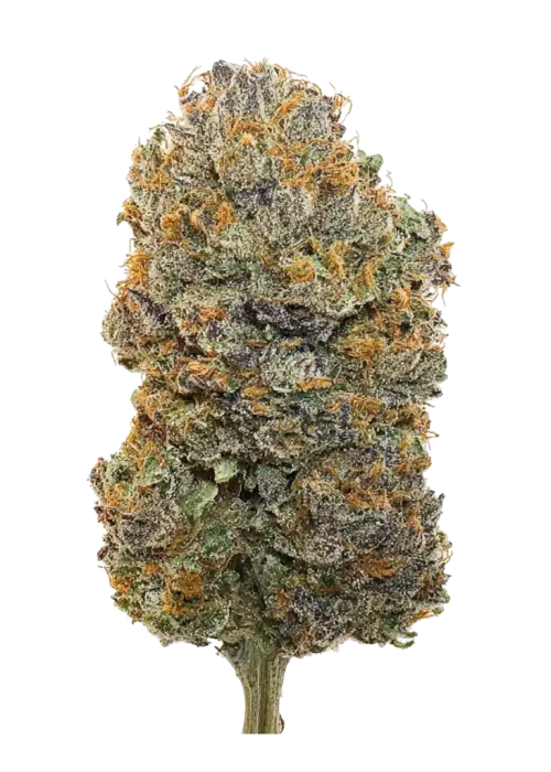 QUICKLATO SHERBERT HYBRID